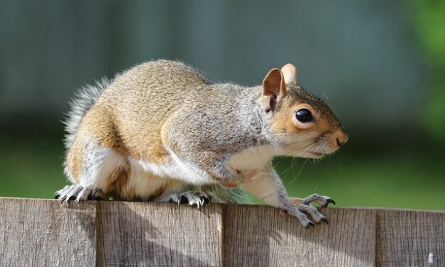 ANOTHER EXERCISE IN SQUIRREL-WATCHING –  Friday 23rd June 2023