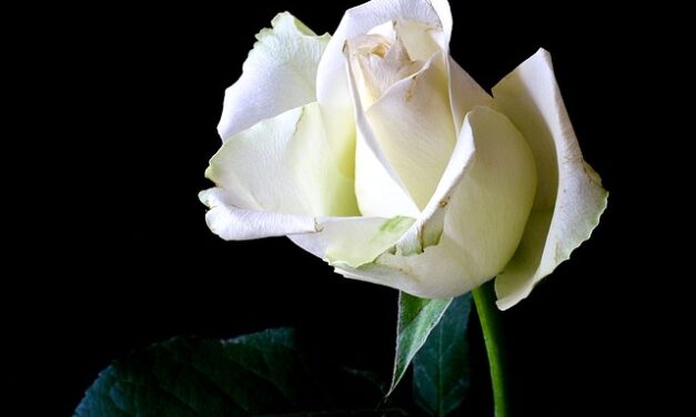 THE FUNERAL OF QUEEN ELIZABETH II – MONDAY 19TH SEPTEMBER 2022 – BANK HOLIDAY