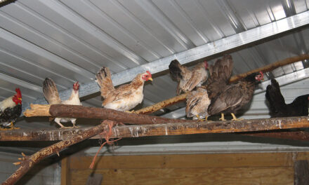 THE CHICKENS ARE COMING HOME … Friday 19th May 2023