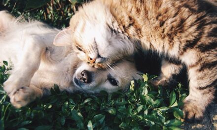 FROM BEHIND THE PAYWALL – Cats and Dogs