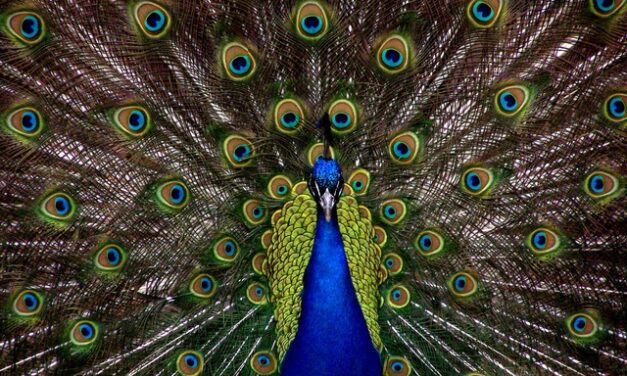 HOLIDAYS ARE OVER: THE PEACOCKS ARE BACK … Thursday 31st August 2023