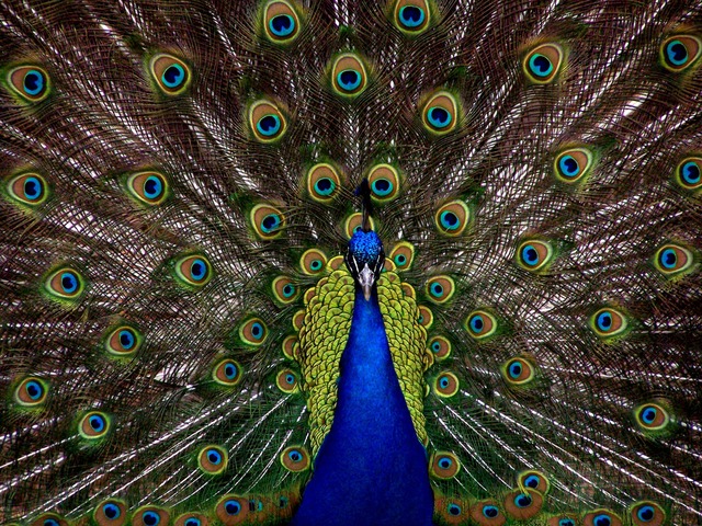 HOLIDAYS ARE OVER: THE PEACOCKS ARE BACK … Thursday 31st August 2023