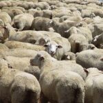 THE EWE AND THE ‘EXPERTS’ –  Monday 6th NOVEMBER 2023