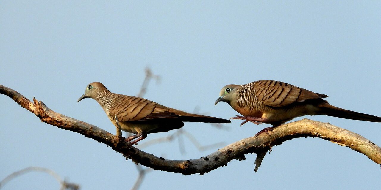 Just who is cuckoo? – part 1