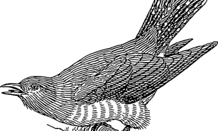 Just who is cuckoo? – part 2