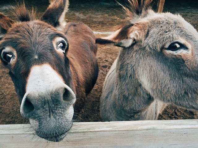 Lions Led by Donkeys