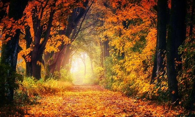 Autumn in the Wold – part 1