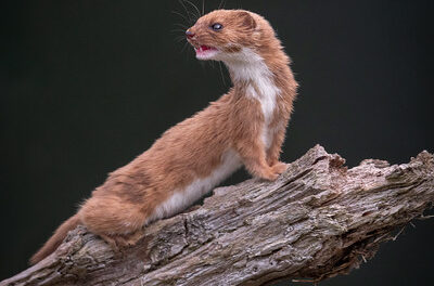 WEASELLING OUT: HOW WESTMINSTER DEALS WITH THE COUTTS SCANDAL. Thursday 20th July 2023