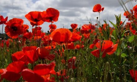 YOUR DAILY BETRAYAL – Wednesday 11th November 2020 – Armistice Day – 21 Days to the End of Lockdown