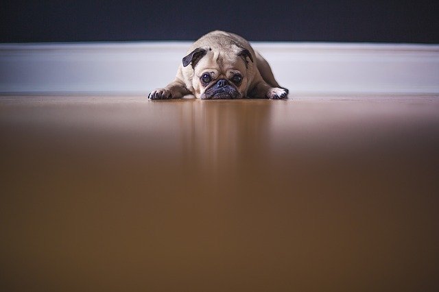A GRUMPY OLD WOMAN WRITES:   Apathy – Just not interested!