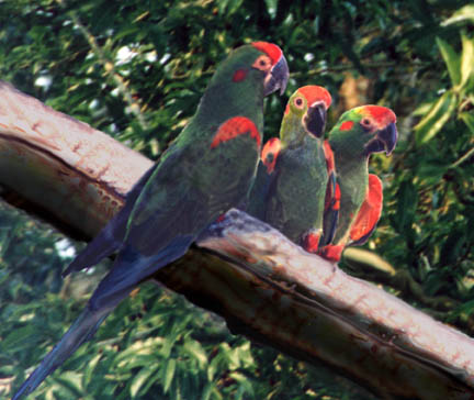 BOLIVIA, BROTHER ANDRE AND THE BURRO MACAWS (ARA RUBROGENYS) – Part 1