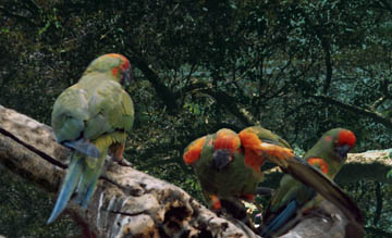 BOLIVIA, BROTHER ANDRE AND THE BURRO MACAWS (ARA RUBROGENYS) – Part 2