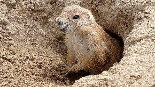 YOUR DAILY BETRAYAL – Thursday 25th March 2021 – Another Covid Groundhog Day