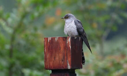 A GRUMPY OLD WOMAN WRITES: A cuckoo in the nest – and all the little birds have fled