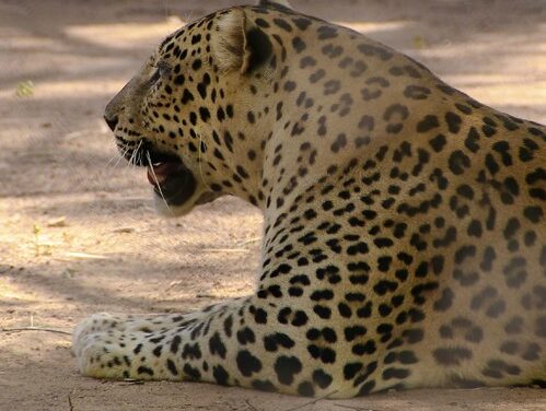 YOUR DAILY BETRAYAL – Tuesday 8th June 2021 – It’s true: leopards don’t change their spots