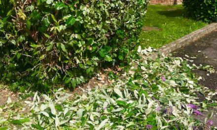 Leaf our greenery alone!