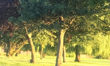 Hello Sunshine – Hello Freedom
