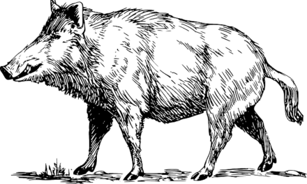 YOUR DAILY BETRAYAL – Thursday 29th July 2021 – On Sex, Humans, Neanderthals, Wild Boar and “Science”