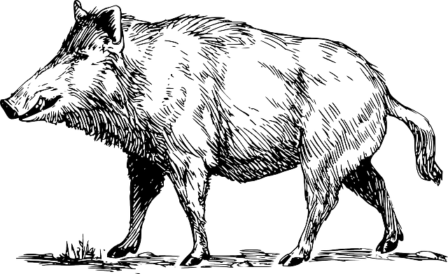 YOUR DAILY BETRAYAL – Thursday 29th July 2021 – On Sex, Humans, Neanderthals, Wild Boar and “Science”