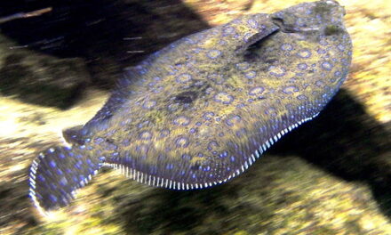 YOUR DAILY BETRAYAL – Tuesday 31st August 2021 – Floundering: “yeah but no but yeah …”