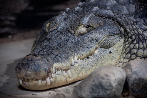 YOUR DAILY BETRAYAL – Tuesday 17th August 2021 – And now: the crocodile tears and breast-beatings