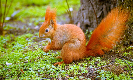 YOUR DAILY BETRAYAL – Tuesday 21st September 2021 – “Green” Squirrels!