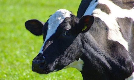 YOUR DAILY BETRAYAL – Tuesday 14th September 2021 – Blimey! The Treasury is auditing the Sacred Cow!