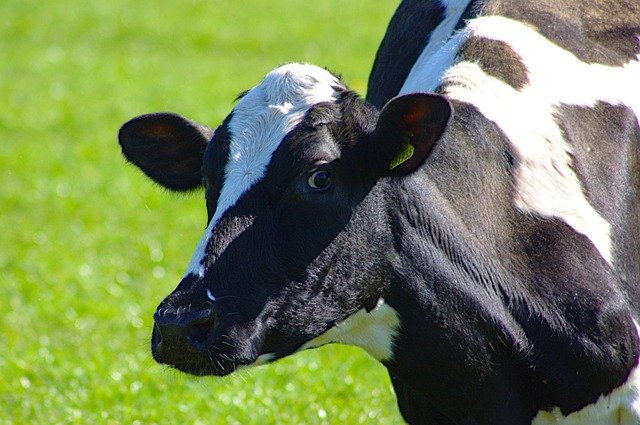 YOUR DAILY BETRAYAL – Tuesday 14th September 2021 – Blimey! The Treasury is auditing the Sacred Cow!