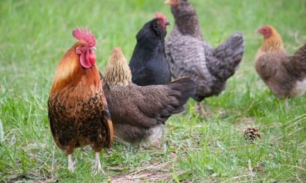 YOUR DAILY BETRAYAL – Friday 8th October 2021 – On some unintended consequences and on chickens coming home to roost